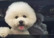 比熊狗又吐又拉是怎么回事(怎么办)