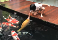 锦鲤嘴唇红肿怎么处理(是什么病)