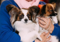 博美和蝴蝶犬哪个好养(区别)