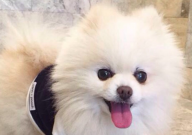 博美犬老叫唤怎么回事(怎么办)