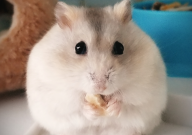 仓鼠吃红萝卜吗(有什么好处)