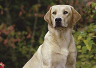 拉布拉多能不能吃芒果（芒果干）