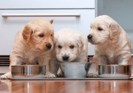 成犬粮和幼犬狗粮的区别(是什么)