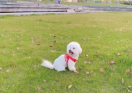 比熊性格温顺吗(温柔吗)
