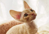 德文卷毛猫粘人吗(是不是)