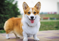 柯基犬怎么训练上厕所(大小便)
