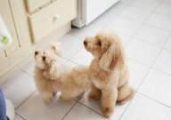 贵宾犬怎么样（优点多到爆）