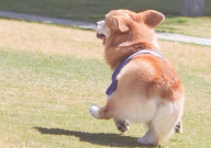 柯基犬吃什么食物好(好消化)