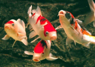 锦鲤适合什么样的鱼缸（选择）