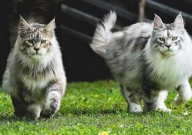 缅因猫怎么分辨是不是串（特征）
