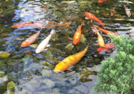 锦鲤自来水可以养鱼吗（能用吗）