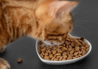 猫粮过期半年还能吃吗(会怎么样)