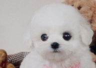 比熊身上长蜱虫有什么症状（表现）