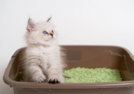 猫砂哪款好(好用性价比高)