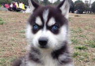 哈士奇可以吃什么蔬菜（比较好）