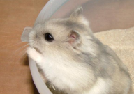 仓鼠没心跳了还会活吗(为什么)