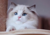 布偶猫掉毛很厉害是什么原因(怎么办)