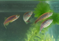 斑马鱼好不好养(养活)