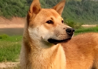 如何辨认串串狗和土狗(区别)