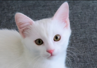 猫感冒了吃什么药(好得快点)