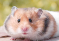 仓鼠要怎么养才粘人(亲近)