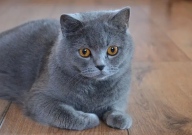 英国短毛猫有几种颜色(哪几种)