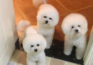 比熊腿骨折了怎么办(恢复快)