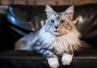 缅因猫贵吗(价格多少钱一只)