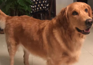 金毛犬可以吃米饭吗(为什么)