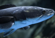 火头鱼吃什么食物（饲料）