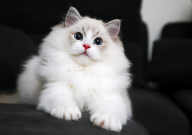 布偶猫能活多少年(寿命)