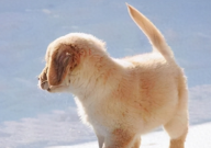 金毛幼犬好养活吗(怎么养)