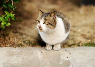 猫咪发腮吃什么(最好)