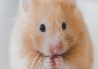 仓鼠死后如何处理(方式)