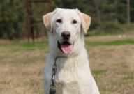 拉布拉多适合笼养还是散养（注意什么）