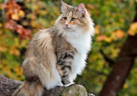挪威森林猫好养吗（适合新手养吗）