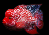 罗汉鱼多久喂一次(一次喂多少)