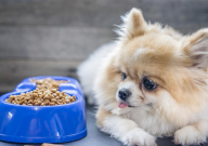 博美犬一般吃什么食物(最好)