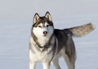 哈士奇性格怎么样(特点)