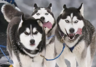 哈士奇不爱吃狗粮了怎么办（怎么回事）