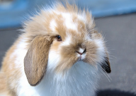 宠物垂耳兔怎么养(养法)