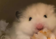 仓鼠可以吃软糖吗（为什么）