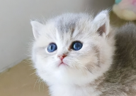 猫上火了吃什么降火(应该吃什么)