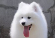阿拉斯加犬和萨摩耶哪个好养(更好养)