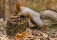 宠物松鼠怎么养(都需要什么)