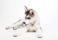 哈士奇可以吃火腿肠吗(人吃的)