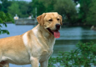 马犬跟拉布拉多哪个聪明(谁厉害)