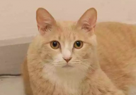 英国短毛猫品相怎么看(好坏)