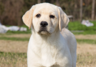 拉布拉多可以吃柿子吗（有毒吗）