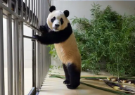主播多次违规直播福宝被终身禁入(闹大了)